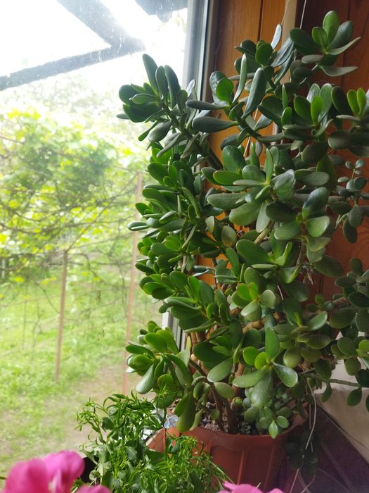 Красула,грошове дерево,товстянка