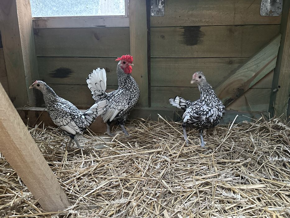 Sebrytki srebrne  stado 2+1