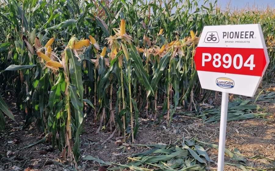 Dystrybutor PIONEER - kukurydza nasiona kukurydzy odmiana P9241