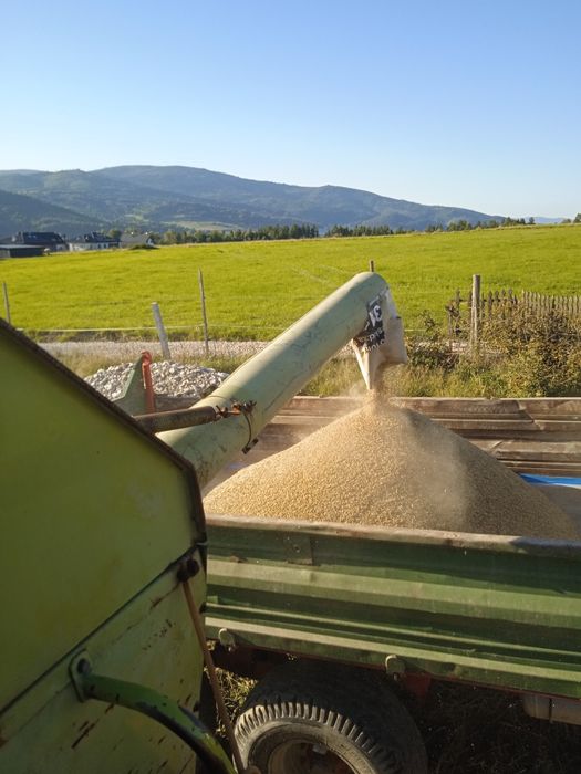 Pszenica,jęczmień