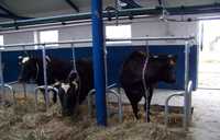 stanowiska dla bydła byka krowy przegrody drabiny wygrodzenia