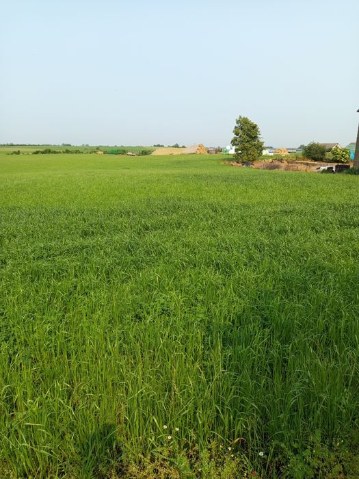 Sprzedam działkę 0,2163ha Karnówko