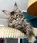 Cudna czarna szylkretka tygrysio pregowana maine coon!
