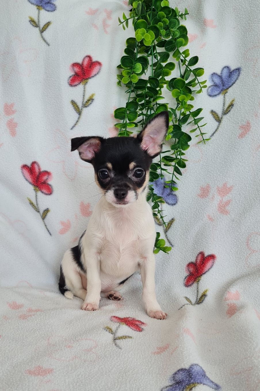 Estupenda bonequinha mini Chihuahua/Chiuaua. LinhagemRussa. Qualidade