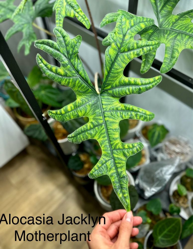 Alocasia jacklyn kolekcja