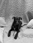 Chart angielski whippet-suczka