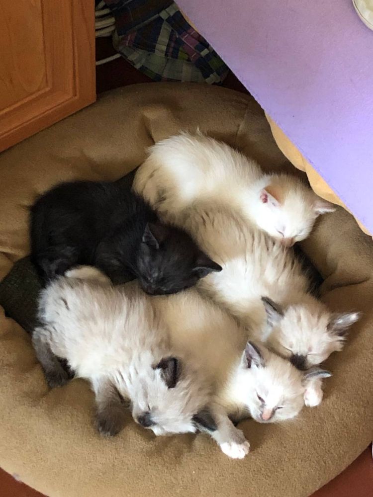 Віддам кошенят безкоштовно!