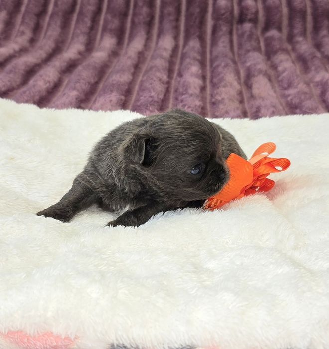 Chihuahua cudna sunia blue dlugowłosa