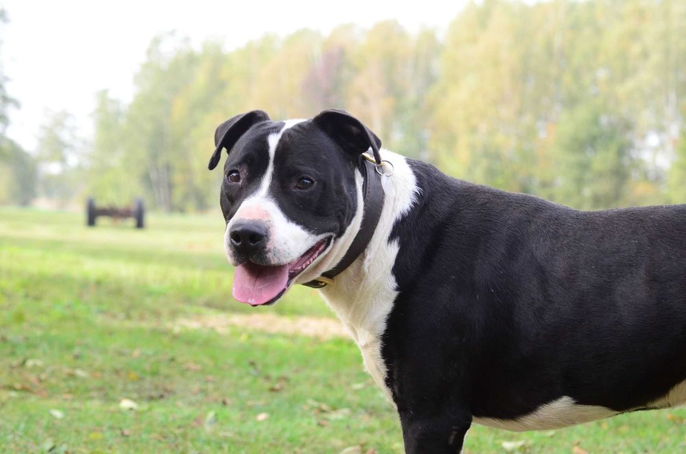 Amstaff do adopcji. Staffordshire terrier szuka domu