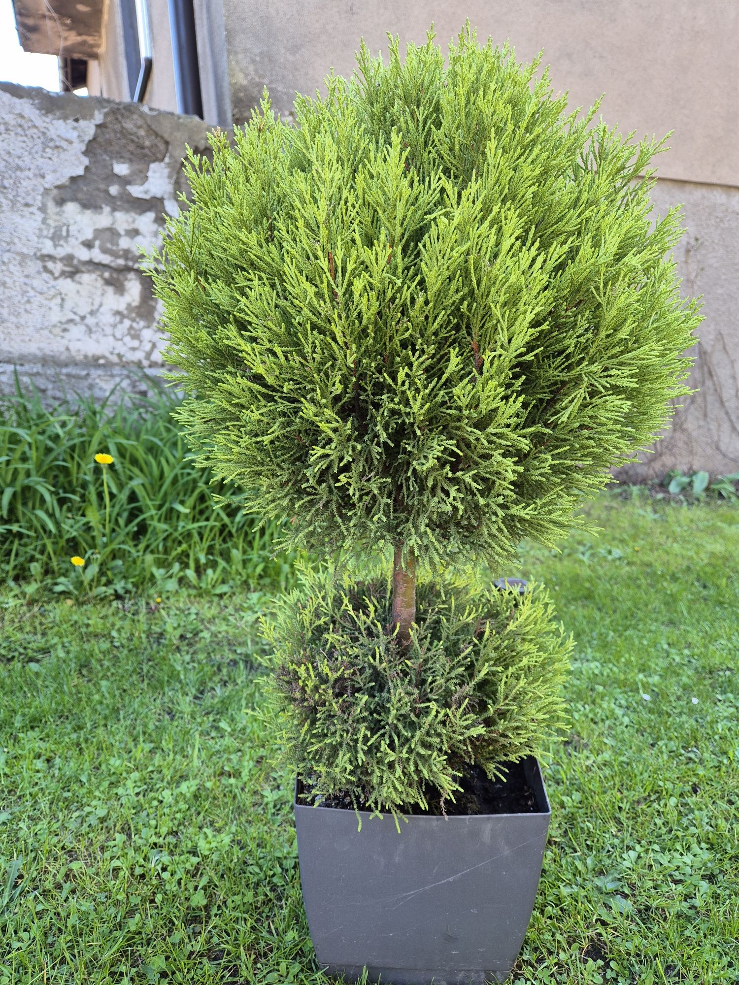 Cyprysik drzewko