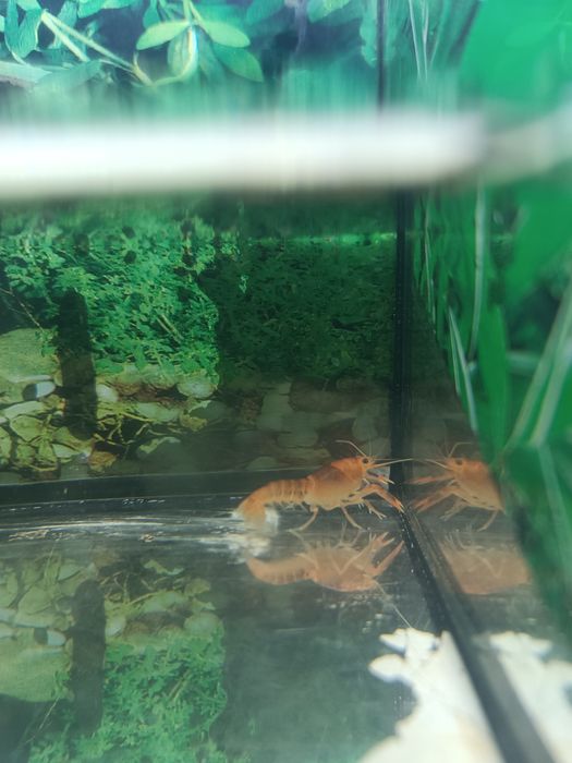 Аквариумные раки мексикансы карликовые