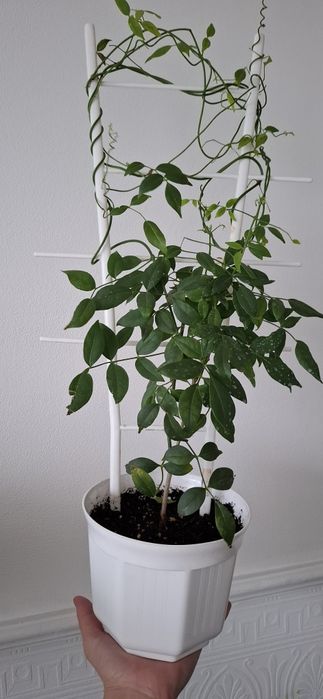 Пандорея жасміновидна