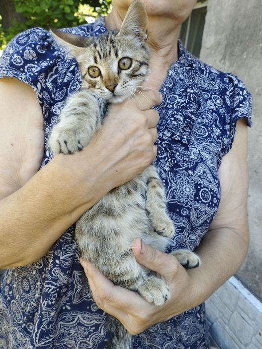 Отдаём 4 котят в хорошие руки