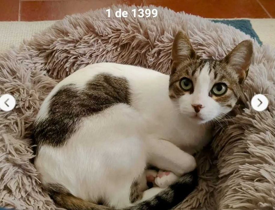 URGENTE GATOS para adoção CONJUNTA consciente