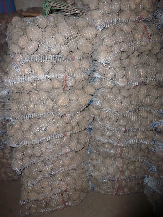 Ziemniaki Irys, Irga oraz catania