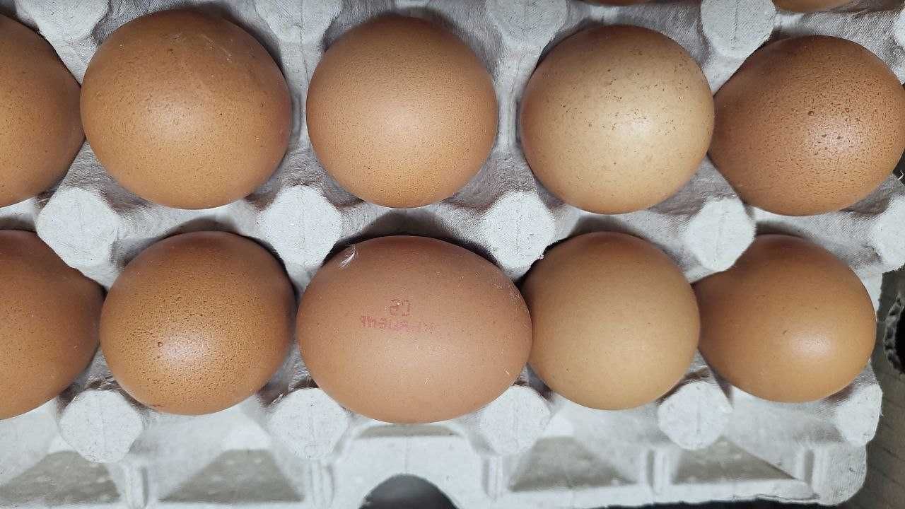 Яйца куриные фермерские