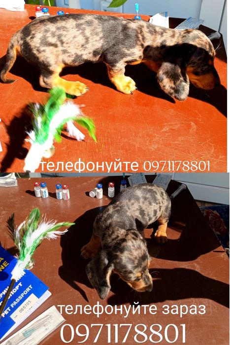 Мраморна дівчинка - Таксочка. Власник відгукнись