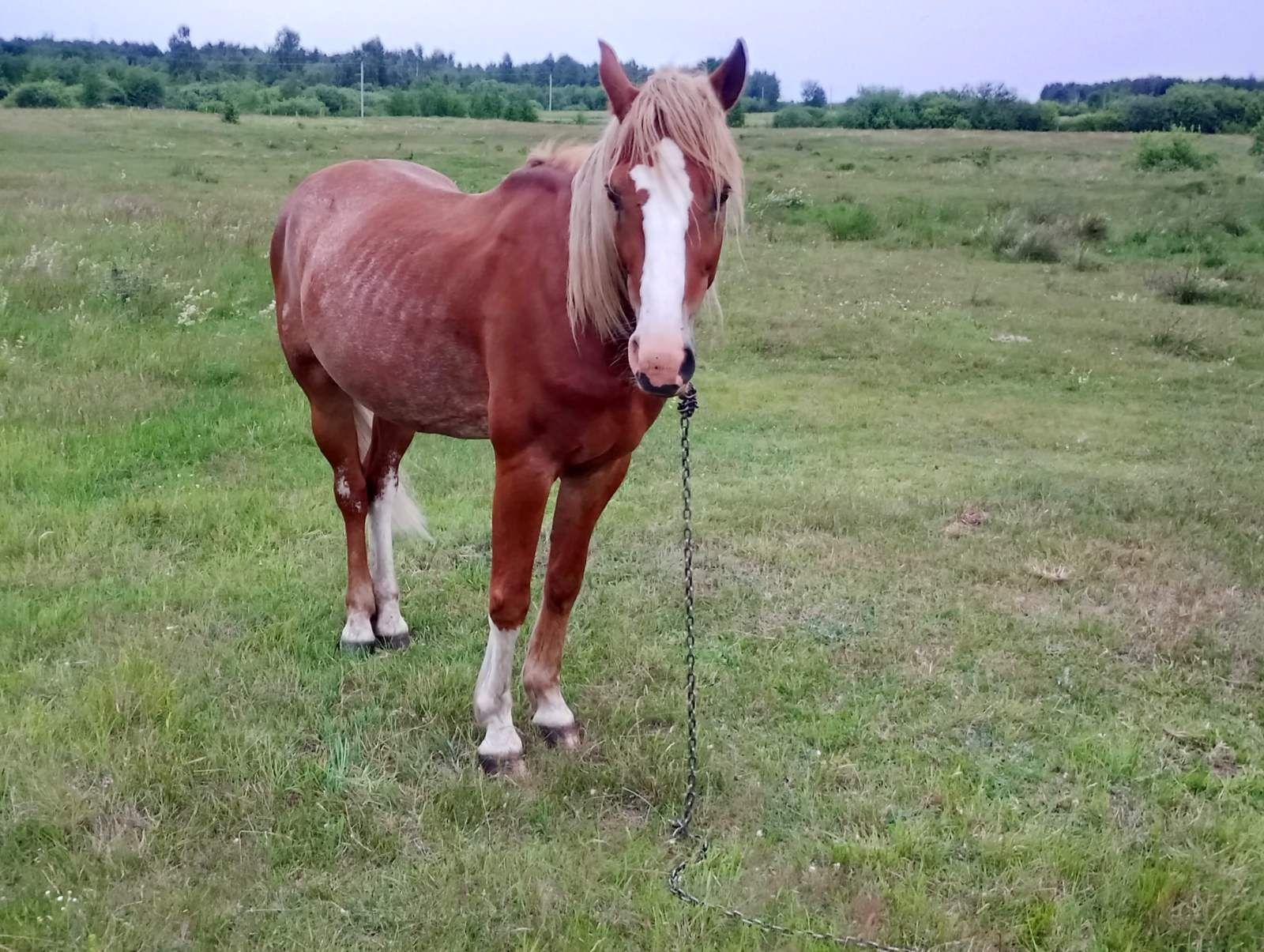 Продам коня добрий спокійний