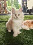 Kocurek Maine Coon