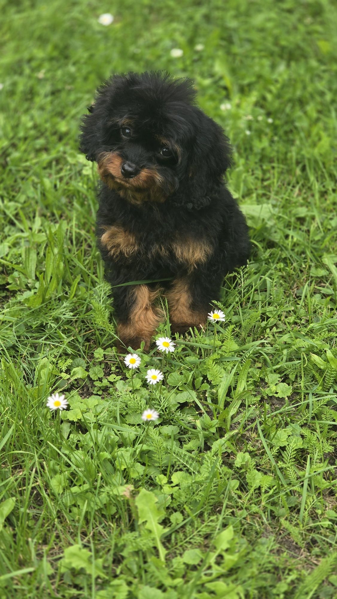 Cavapoo urocze szczenię
