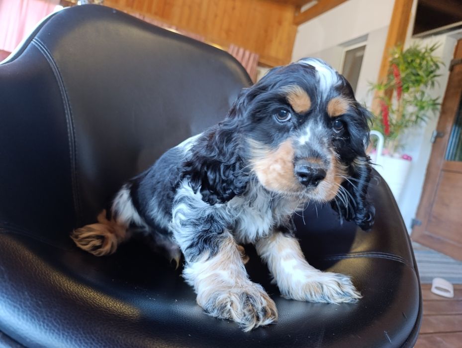 Cocker spaniel angielski.chlopak