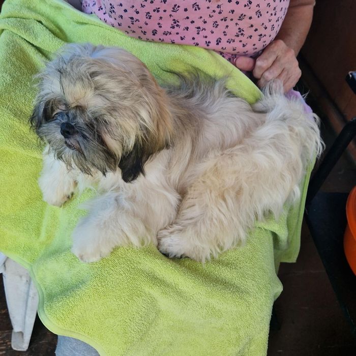 Lhasa apso piekne maluchy