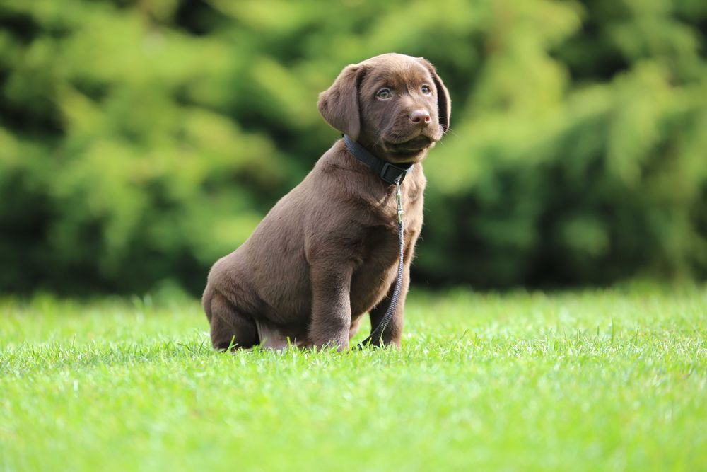 Szczeniak Labrador czekoladowy