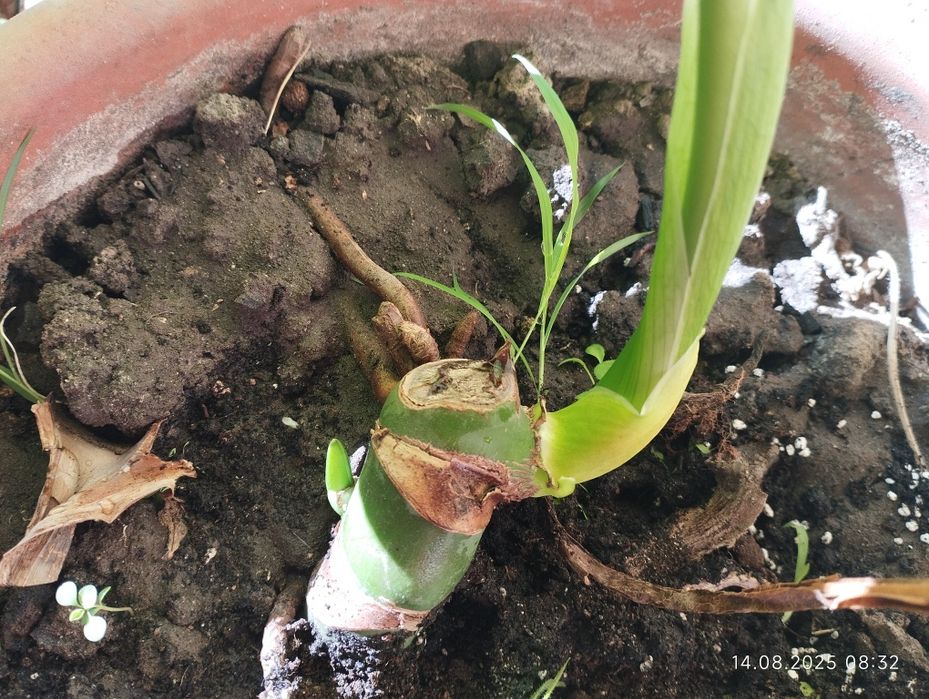 Монстера. Молоді рослини. Продам вкорінені або черенки