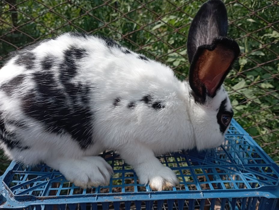 Продам кроликів  кролів