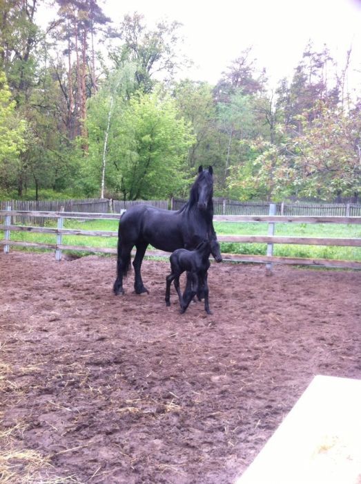 Жеребенок кобыла Фриза