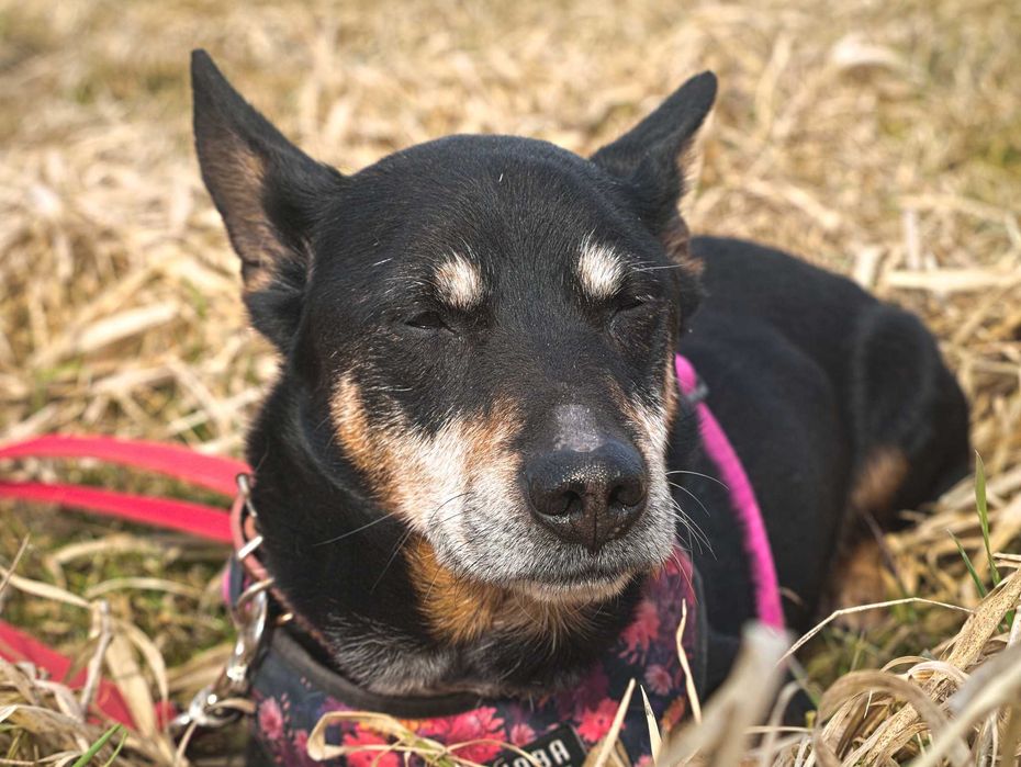 Hemigway- mały psiak, któremu życie się nie ułożyło kolorowo- adopcja