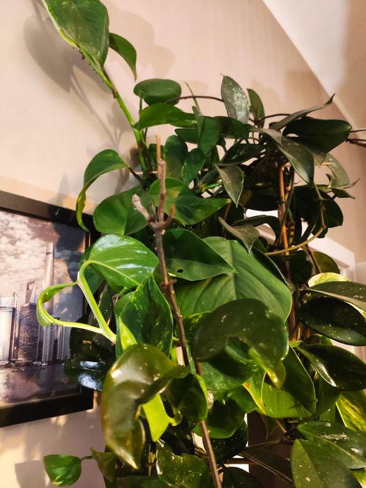 Roślina doniczkowa Hoja + Epipremnum 2w1