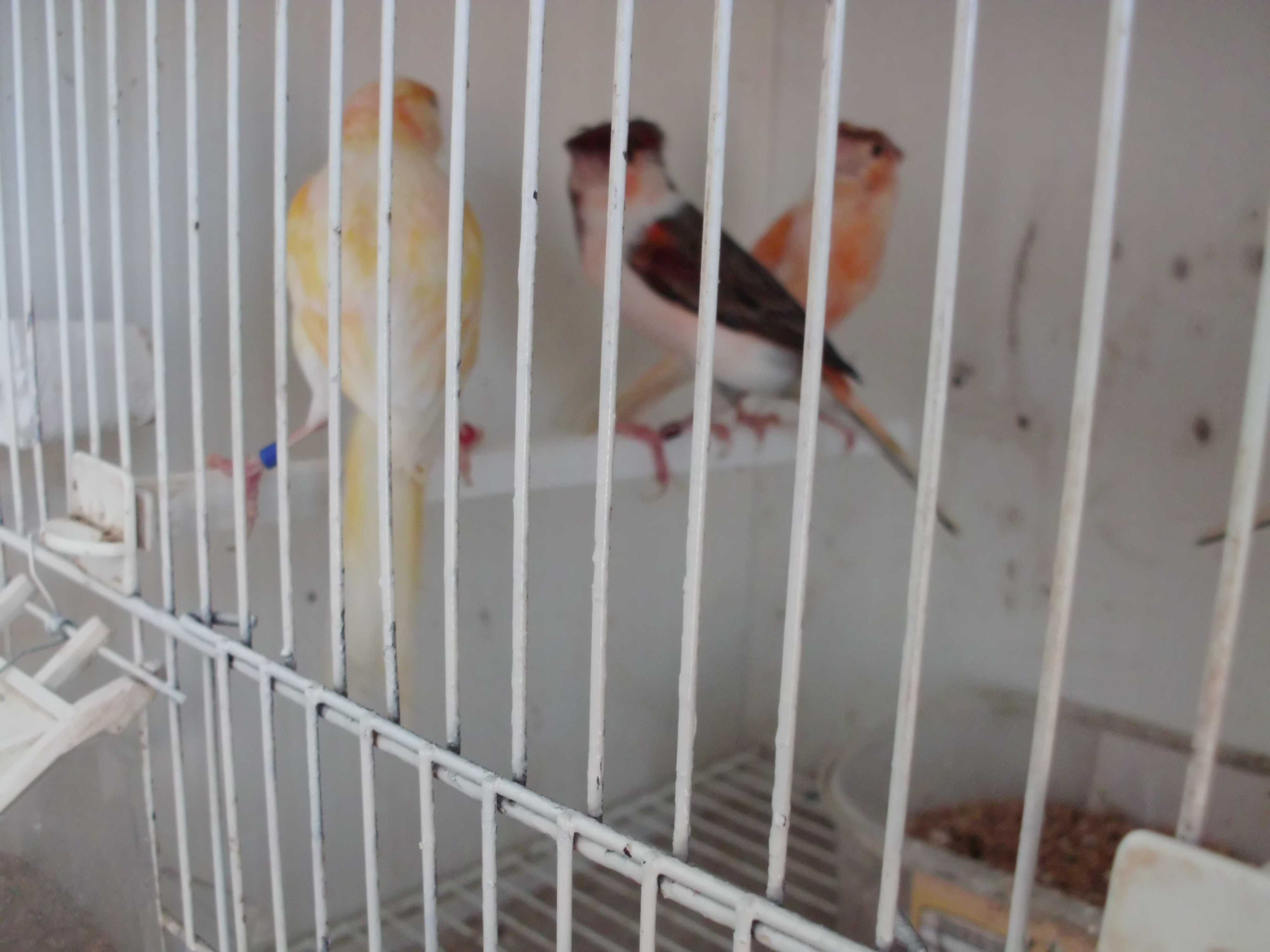 Canários/aves de companhia