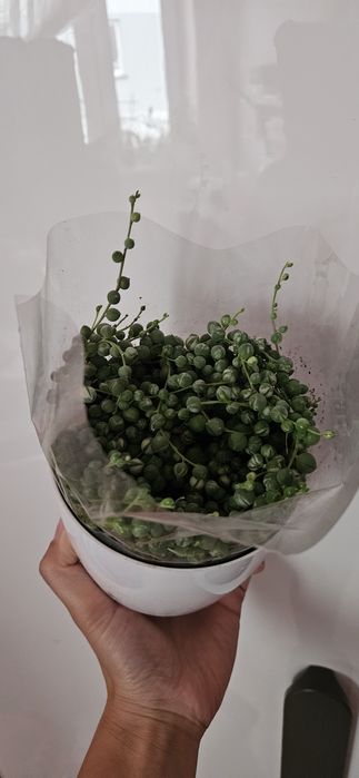 Senecio rowleyanus variegata doniczka