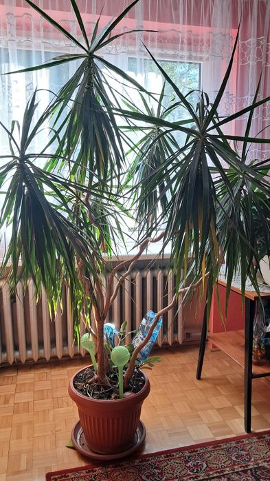 Dracena - duża. Kwiat w donicy.