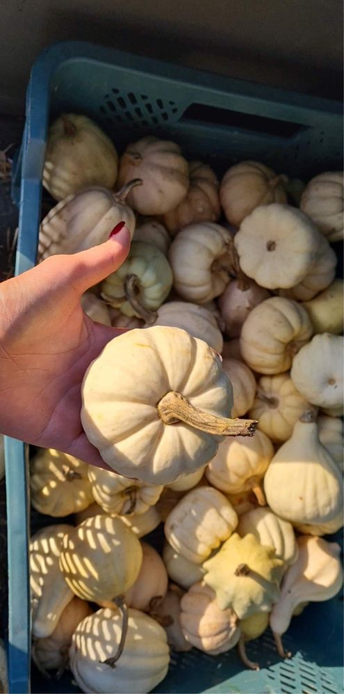 DOSTAWA expresowa Dynia Halloween Łódz dekoracje ceny hurtowe