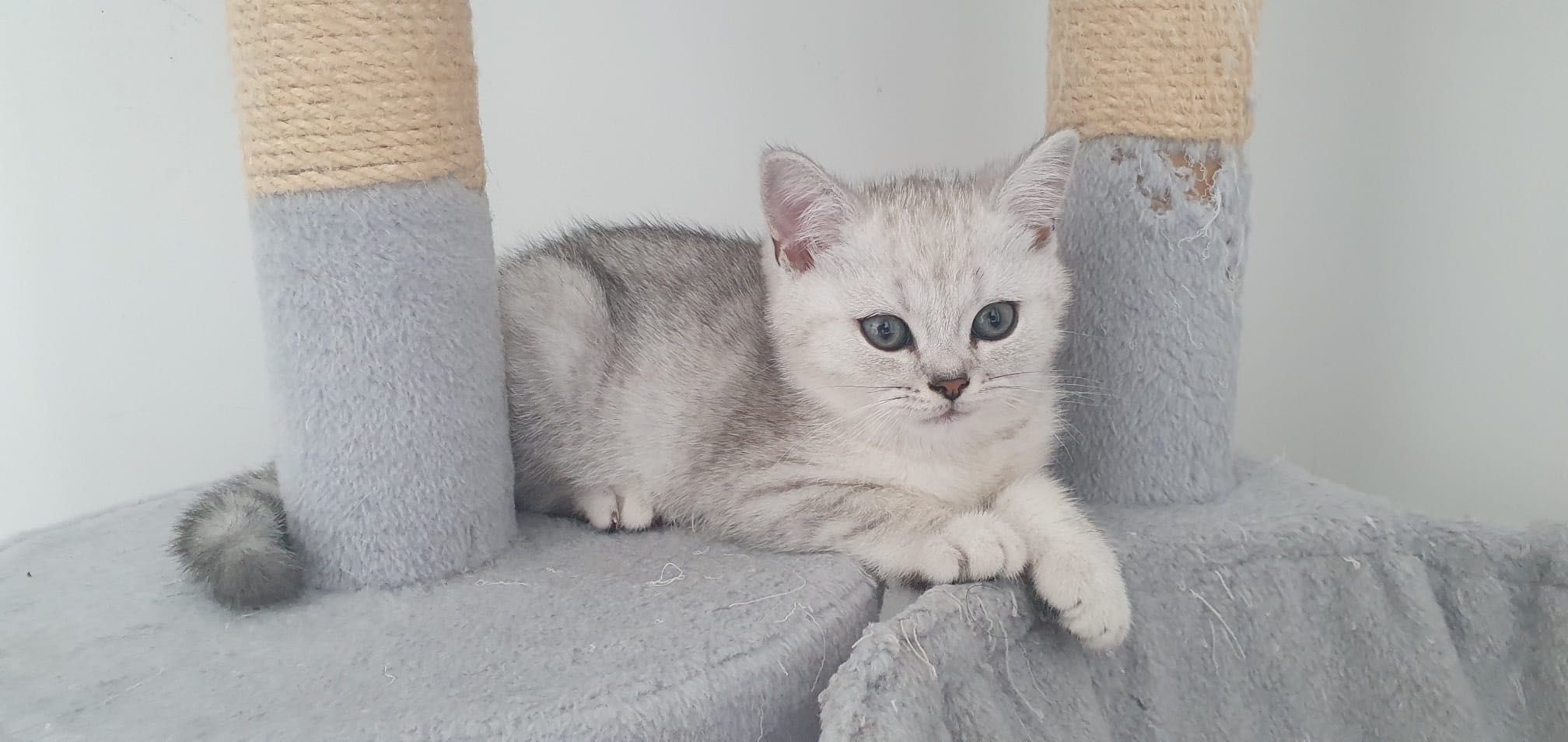 Gatinho Scottish Straight
