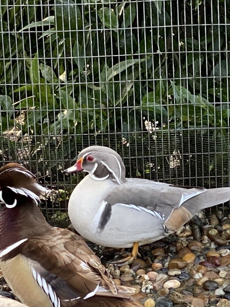 Patos ornamentais de varias raças/ mandarins, carolinos entre outros.