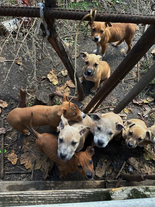 Щенки Стафорда за символическую цену