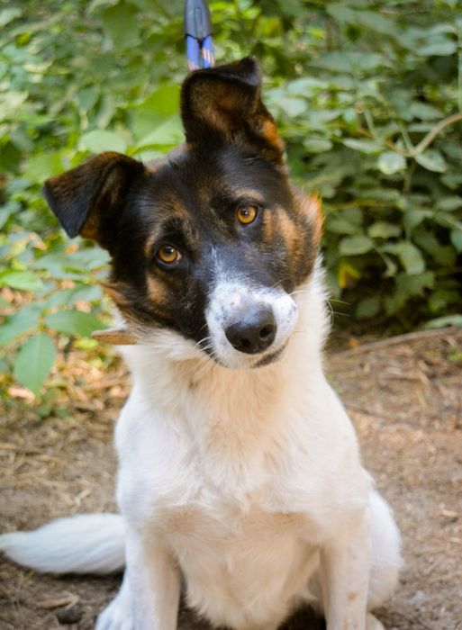 Piękny piesek w łatki szuka domu