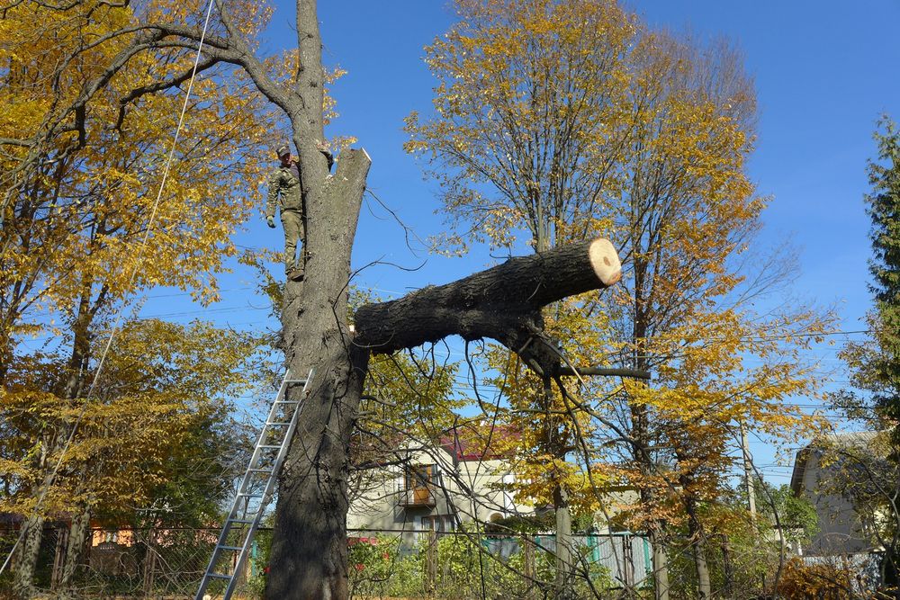 Спил  дерев.  Спил деревьев будь-якої складності,