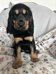 Szczenię cocker spaniel