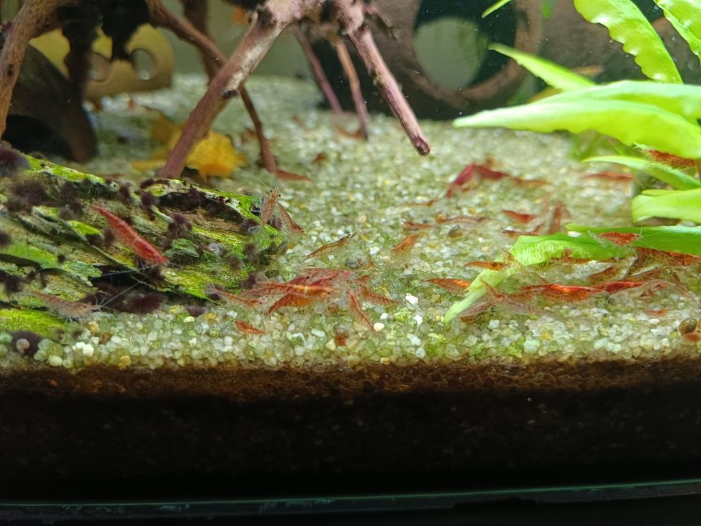 Krewetki neocaridina