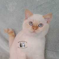 Słodki kocurek brytyjski rudy point niebieskie oczy kot WCF