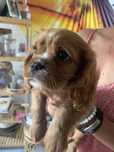 Cavalier King Charles Spaniel