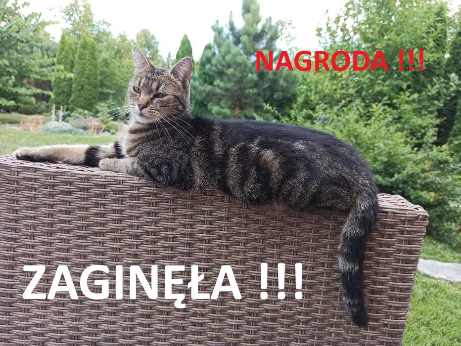 Zaginęła kotka Kira - Dębica [NAGRODA ZA ZNALEZIENIE!]