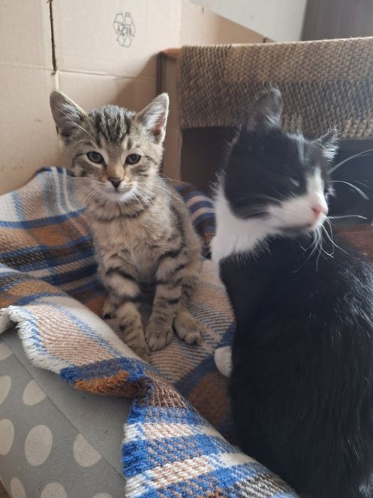 Małe Koty do oddania