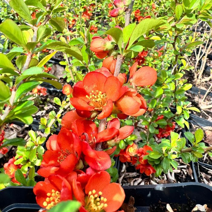 Pigwowiec pośredni 'Clementine' Pomarańczowe kwiaty (Chaenomeles)