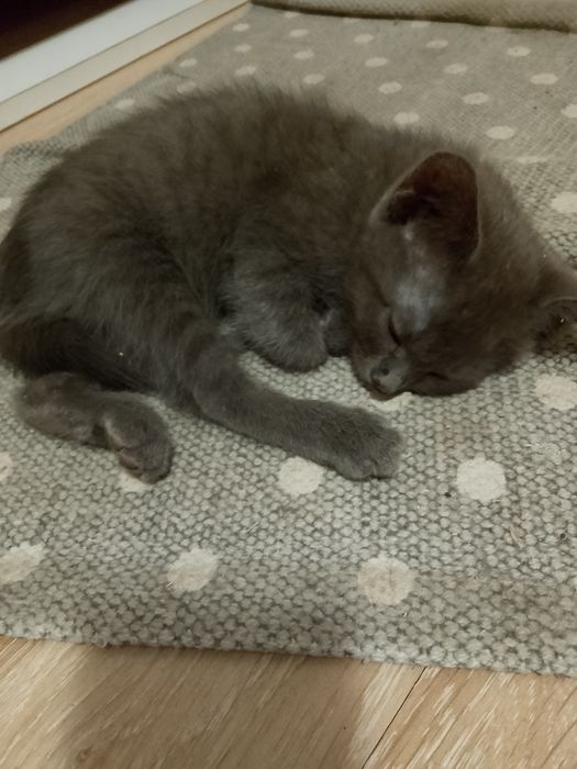 ВІДДАМ В ДОБРІ РУКИ двох маленьких кошенят !!!