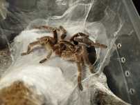 Ceratogyrus darlingi samiec
